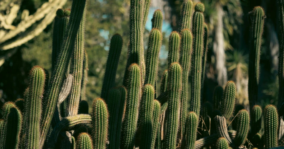 Top Places to Explore in Twentynine Palms for First-Time Visitors